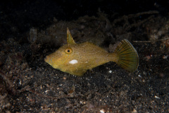 CoralTriangleLembeh-202211-131