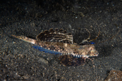 CoralTriangleLembeh-202211-132