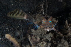 CoralTriangleLembeh-202211-133