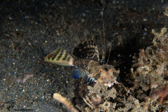 CoralTriangleLembeh-202211-134