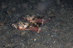 CoralTriangleLembeh-202211-136