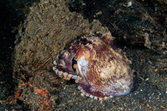 CoralTriangleLembeh-202211-137