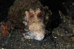 CoralTriangleLembeh-202211-138