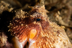 CoralTriangleLembeh-202211-139