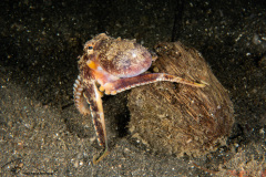 CoralTriangleLembeh-202211-140