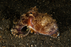 CoralTriangleLembeh-202211-141