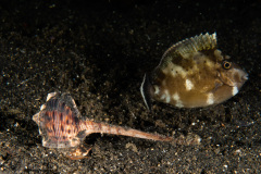 CoralTriangleLembeh-202211-142