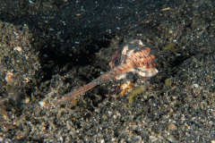 CoralTriangleLembeh-202211-143