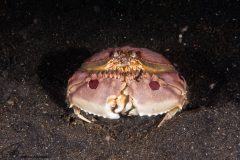 CoralTriangleLembeh-202211-144