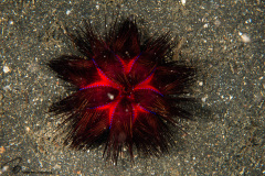 CoralTriangleLembeh-202211-145