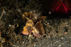 CoralTriangleLembeh-202211-146