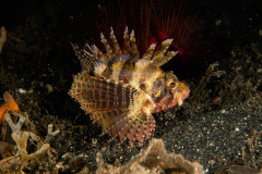 CoralTriangleLembeh-202211-147