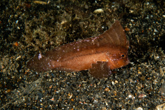 CoralTriangleLembeh-202211-148