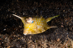 CoralTriangleLembeh-202211-149