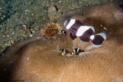 CoralTriangleLembeh-202211-151