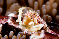 CoralTriangleLembeh-202211-153