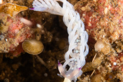 CoralTriangleLembeh-202211-154