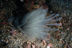 CoralTriangleLembeh-202211-155