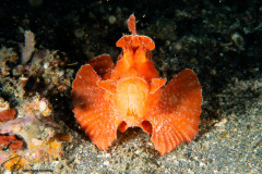 CoralTriangleLembeh-202211-156