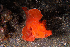 CoralTriangleLembeh-202211-157