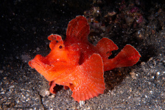 CoralTriangleLembeh-202211-158