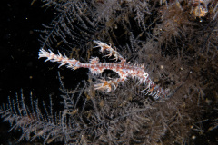 CoralTriangleLembeh-202211-159