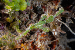 CoralTriangleLembeh-202211-160