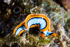 CoralTriangleLembeh-202211-161