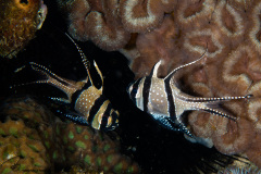 CoralTriangleLembeh-202211-162