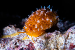 CoralTriangleLembeh-202211-163