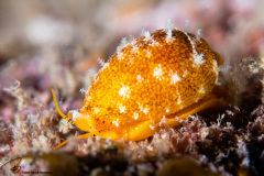 CoralTriangleLembeh-202211-164