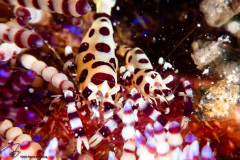 CoralTriangleLembeh-202211-165