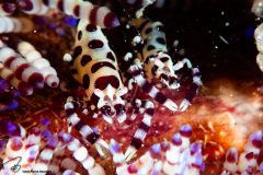 CoralTriangleLembeh-202211-166