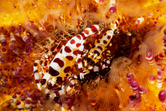 CoralTriangleLembeh-202211-168