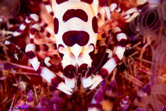 CoralTriangleLembeh-202211-169