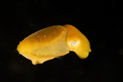 CoralTriangleLembeh-202211-171