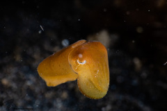 CoralTriangleLembeh-202211-172