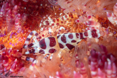 CoralTriangleLembeh-202211-173