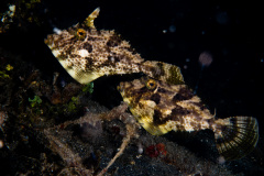 CoralTriangleLembeh-202211-175