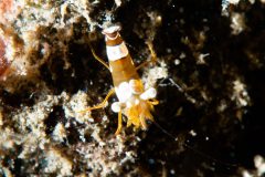 CoralTriangleLembeh-202211-177