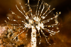 CoralTriangleLembeh-202211-182