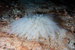 CoralTriangleLembeh-202211-183