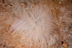 CoralTriangleLembeh-202211-184