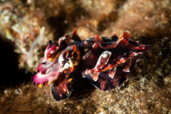 CoralTriangleLembeh-202211-187