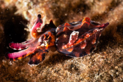 CoralTriangleLembeh-202211-188