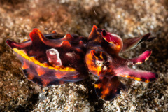 CoralTriangleLembeh-202211-189