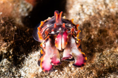 CoralTriangleLembeh-202211-190