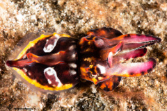 CoralTriangleLembeh-202211-191