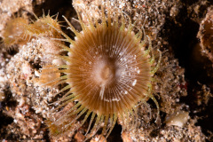 CoralTriangleLembeh-202211-192