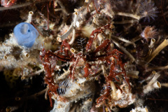 CoralTriangleLembeh-202211-194